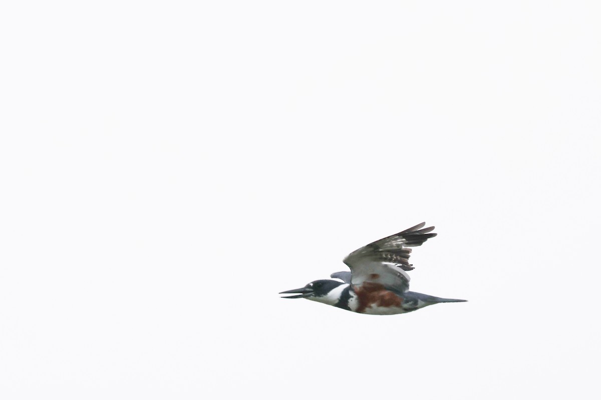 Belted Kingfisher - ML644653007