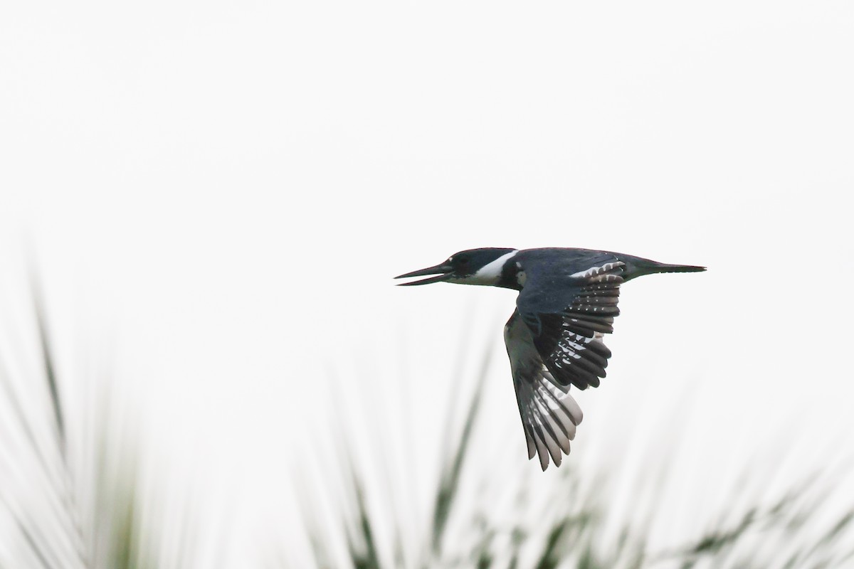 Belted Kingfisher - ML644653008