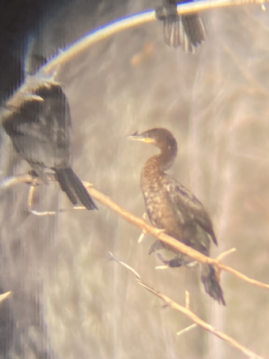 Neotropic Cormorant - ML644653009