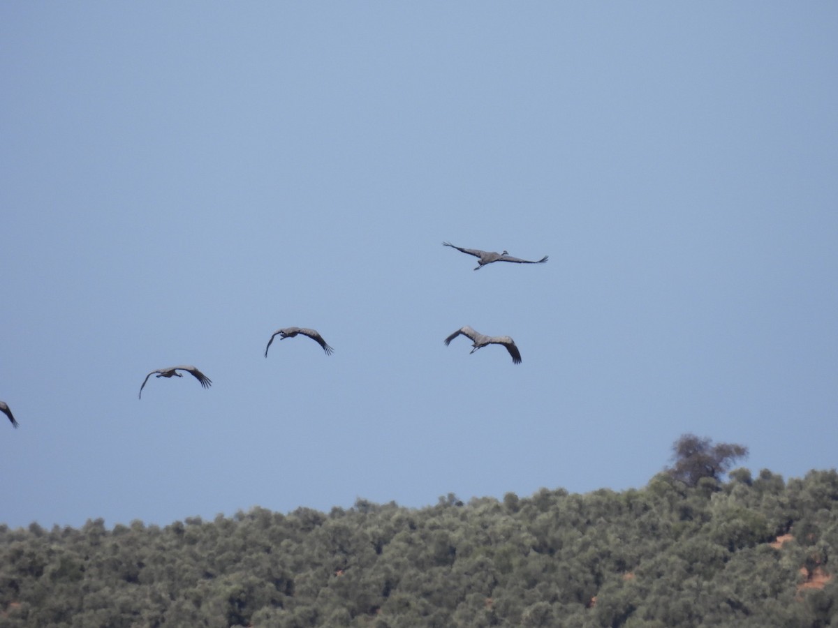 Common Crane - ML644653017