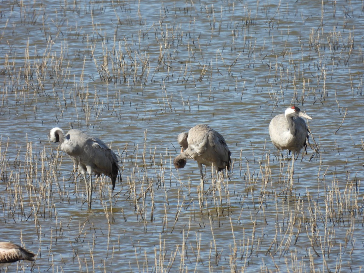 Common Crane - ML644653018