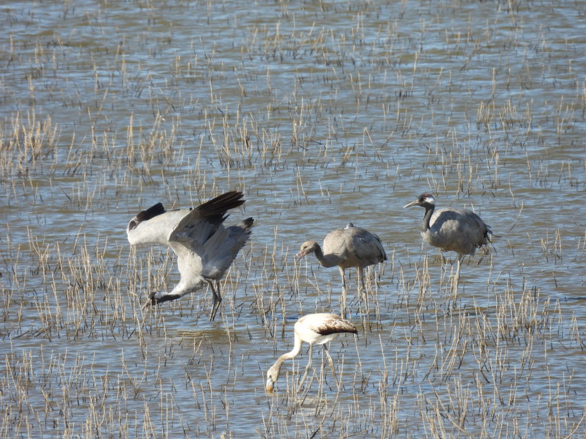 Common Crane - ML644653019