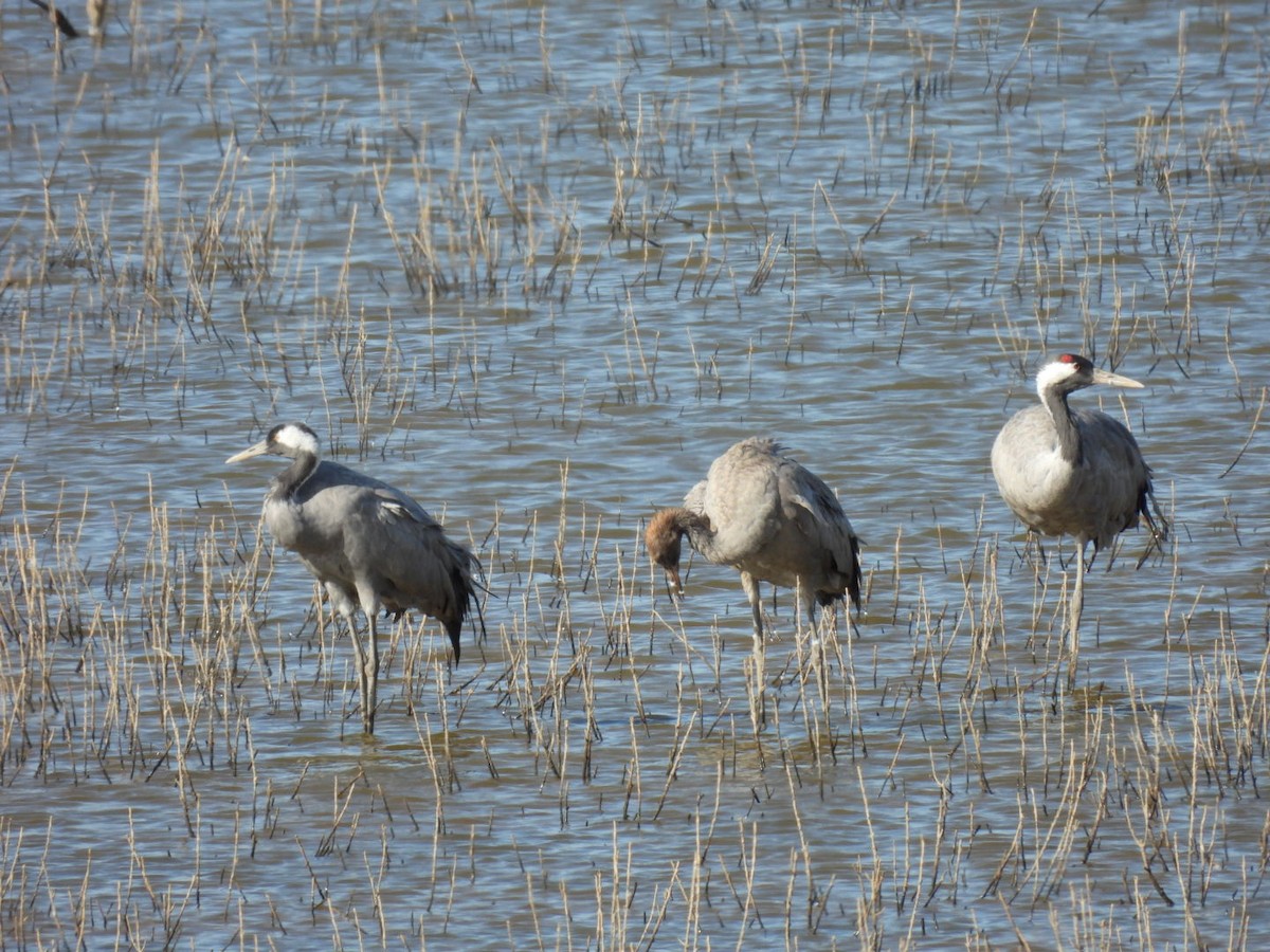 Common Crane - ML644653020