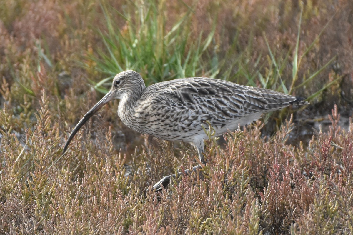 Морин тутгалжин - ML644653021