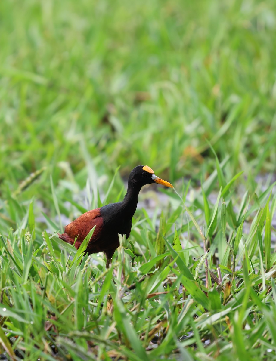Northern Jacana - ML644653023