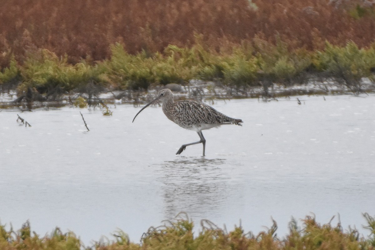 Морин тутгалжин - ML644653024