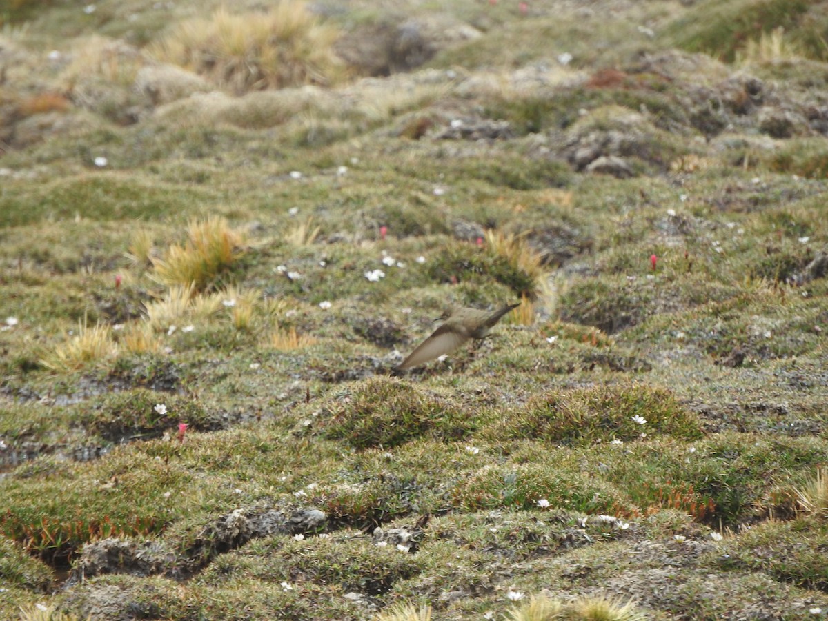 Olivaceous Thornbill - ML644653027