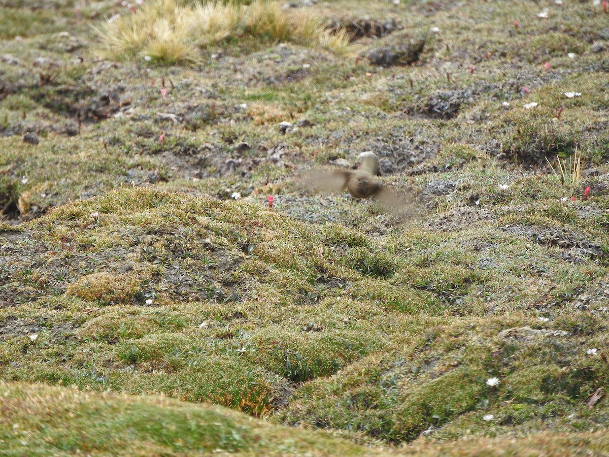 Olivaceous Thornbill - ML644653028