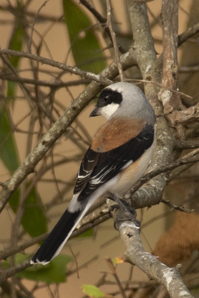 Bay-backed Shrike - ML644653038