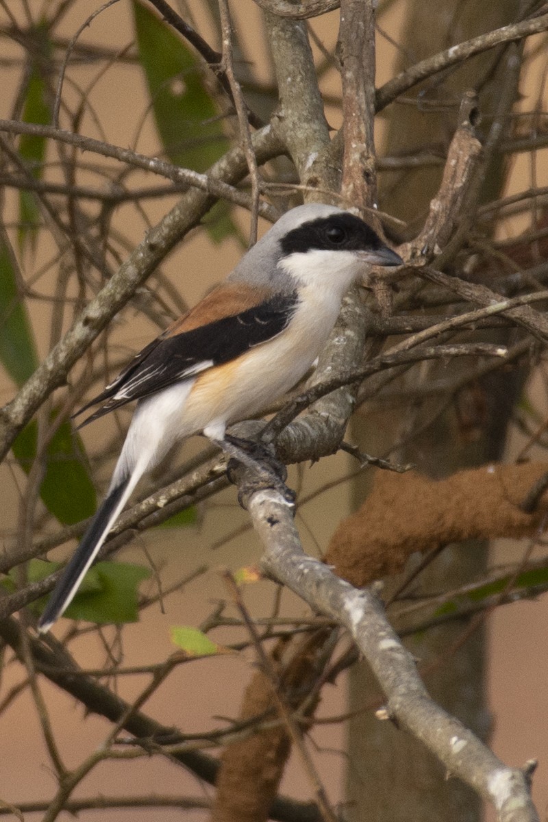 Bay-backed Shrike - ML644653039