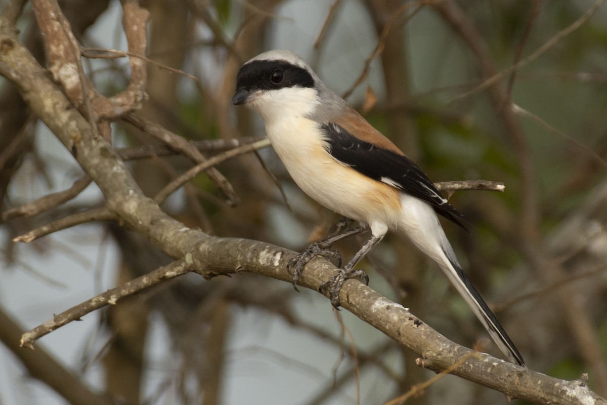 Bay-backed Shrike - ML644653040