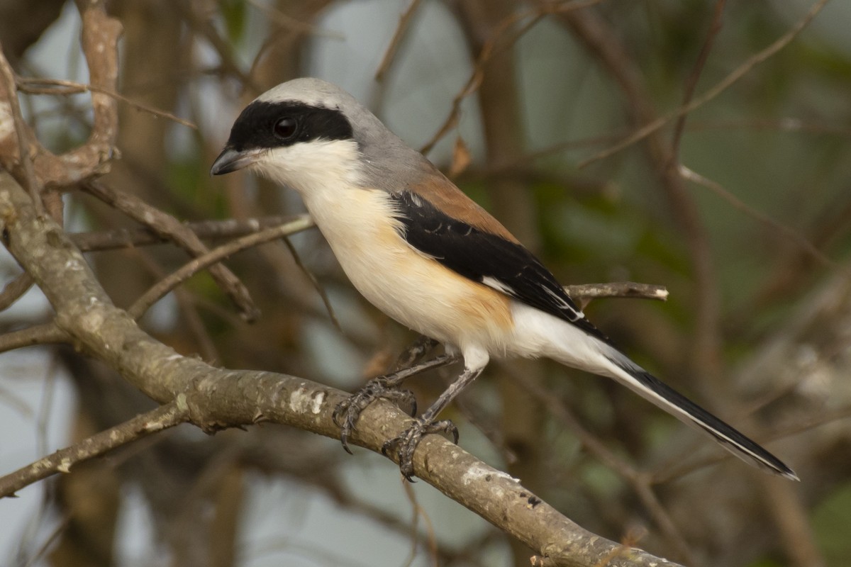 Bay-backed Shrike - ML644653041