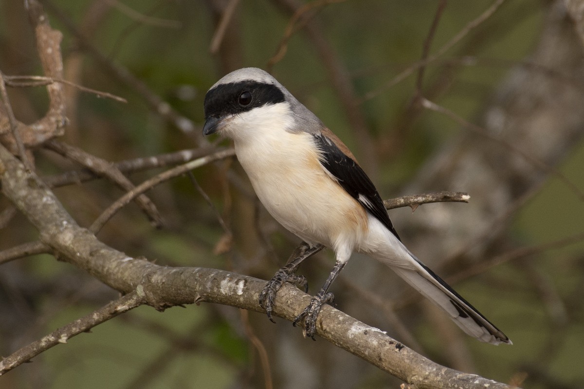 Bay-backed Shrike - ML644653043