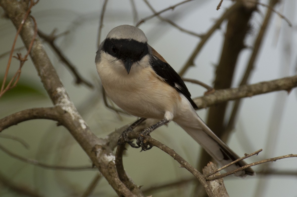 Bay-backed Shrike - ML644653045