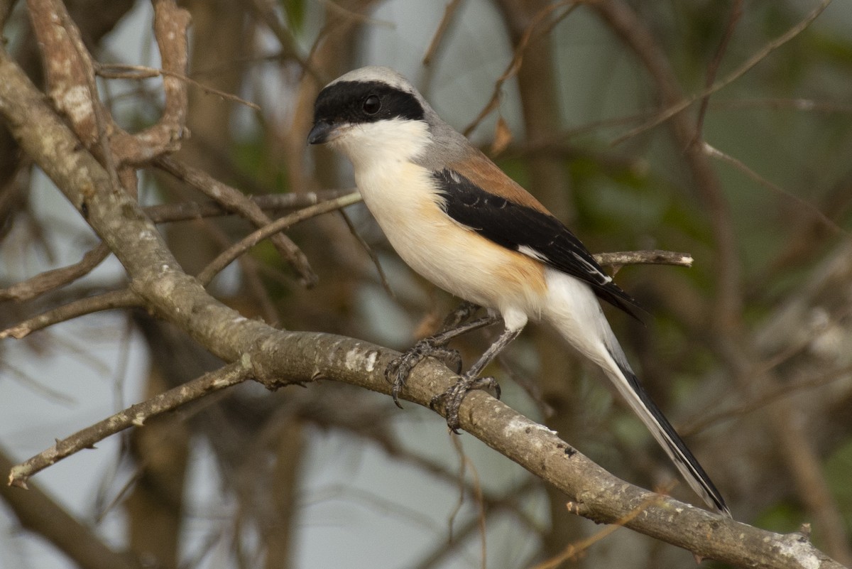 Bay-backed Shrike - ML644653046