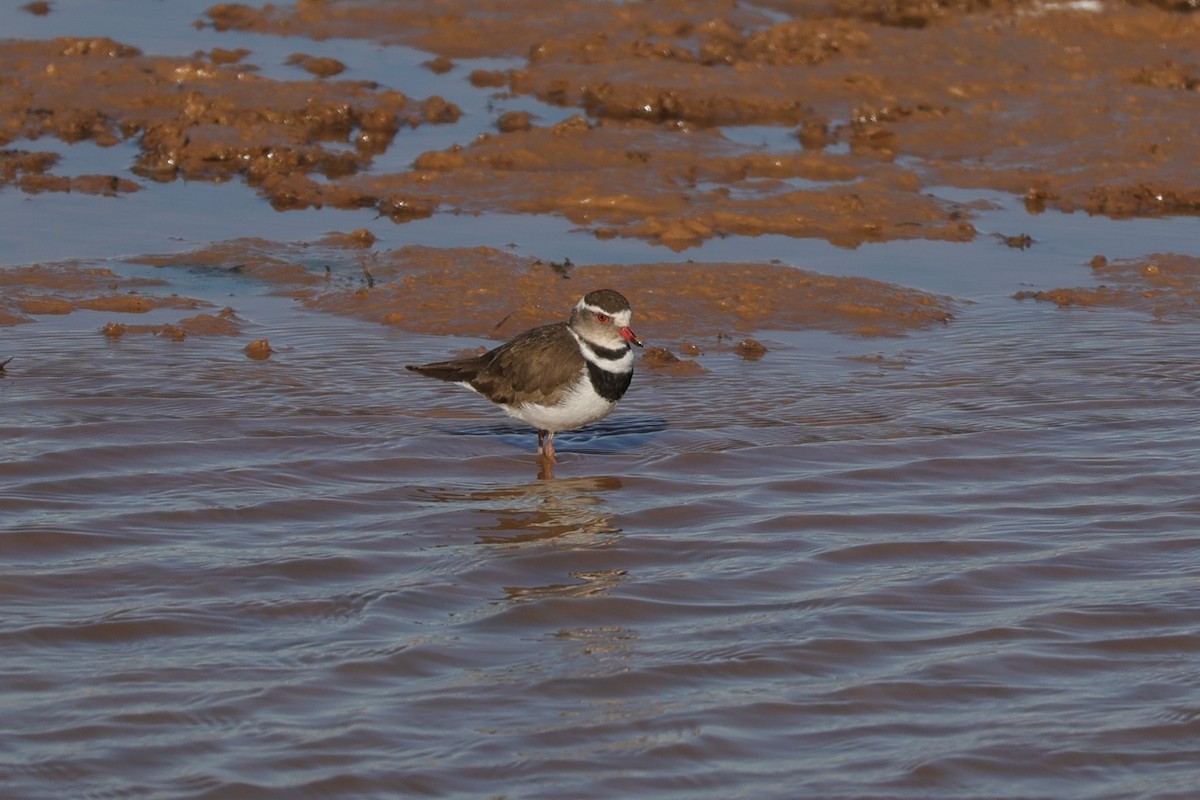 ミスジチドリ（tricollaris） - ML644653047