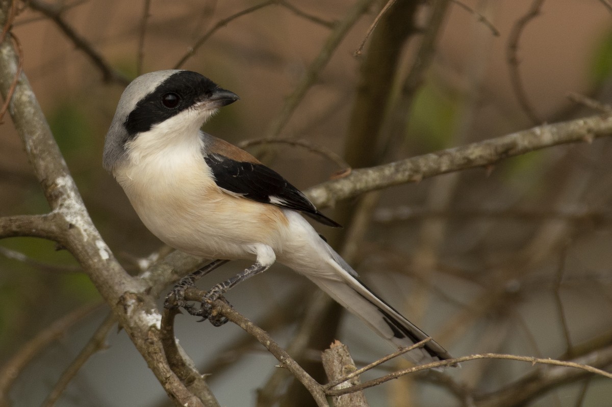 Bay-backed Shrike - ML644653048