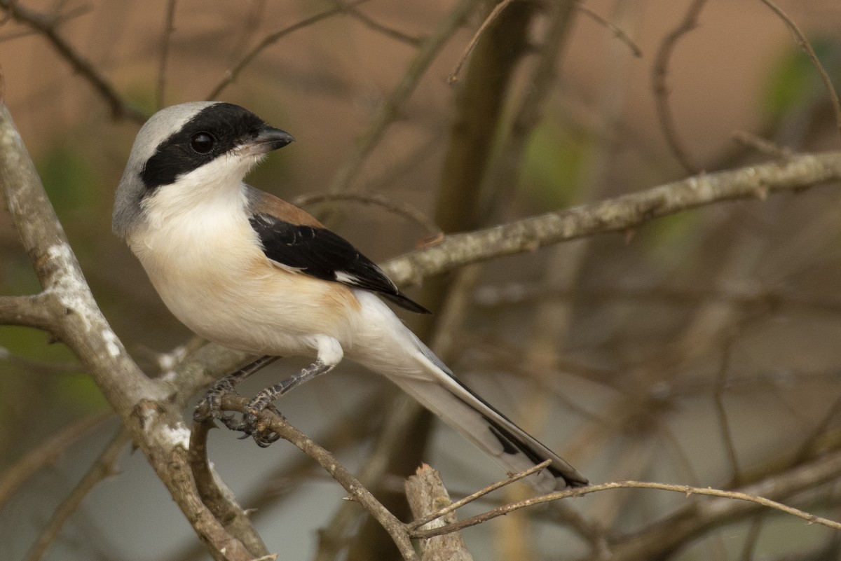 Bay-backed Shrike - ML644653049