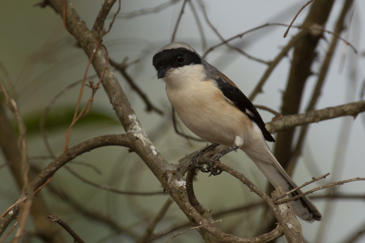 Bay-backed Shrike - ML644653050