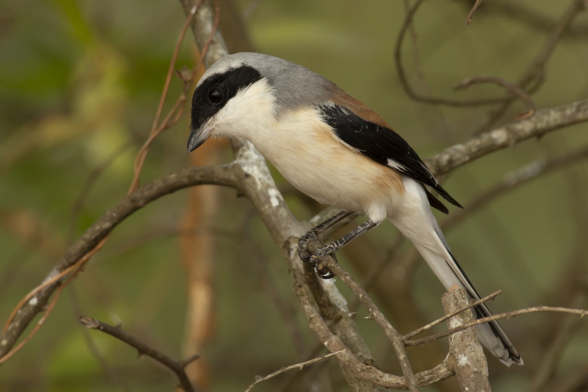 Bay-backed Shrike - ML644653051