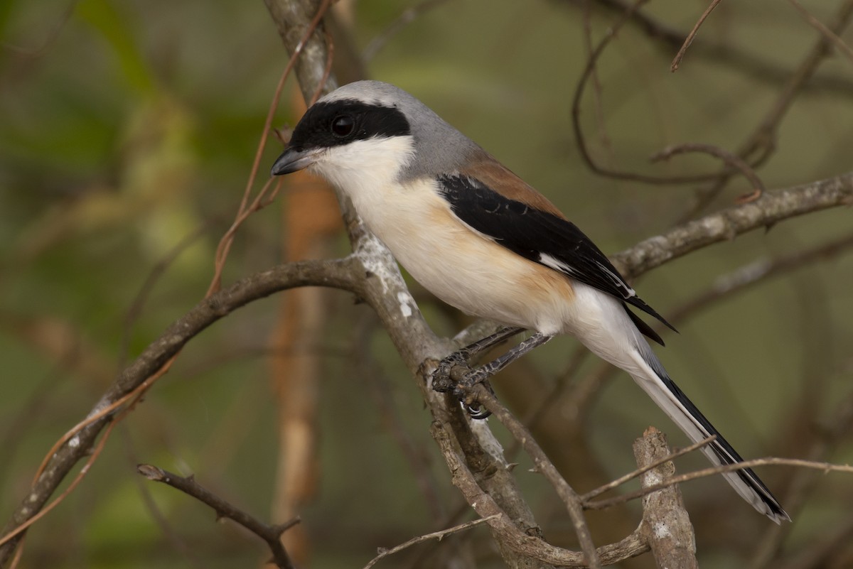 Bay-backed Shrike - ML644653052