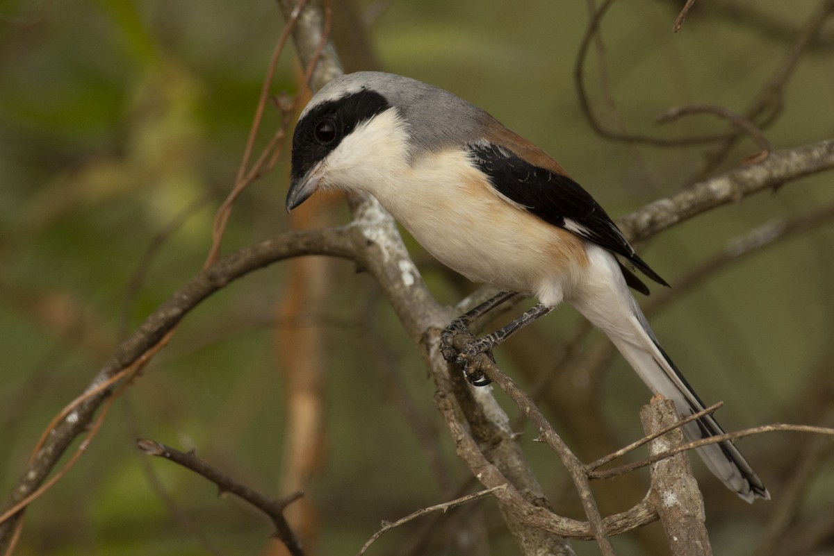 Bay-backed Shrike - ML644653053