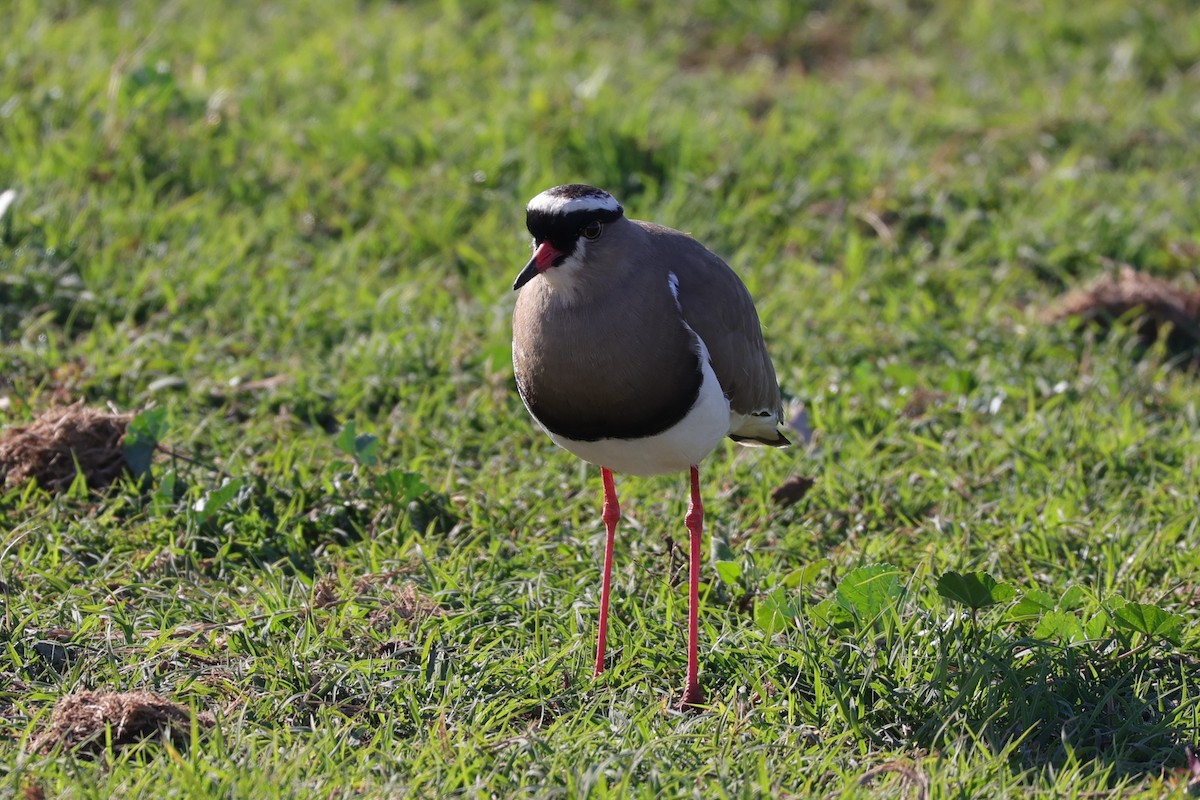 Crowned Lapwing - ML644653056