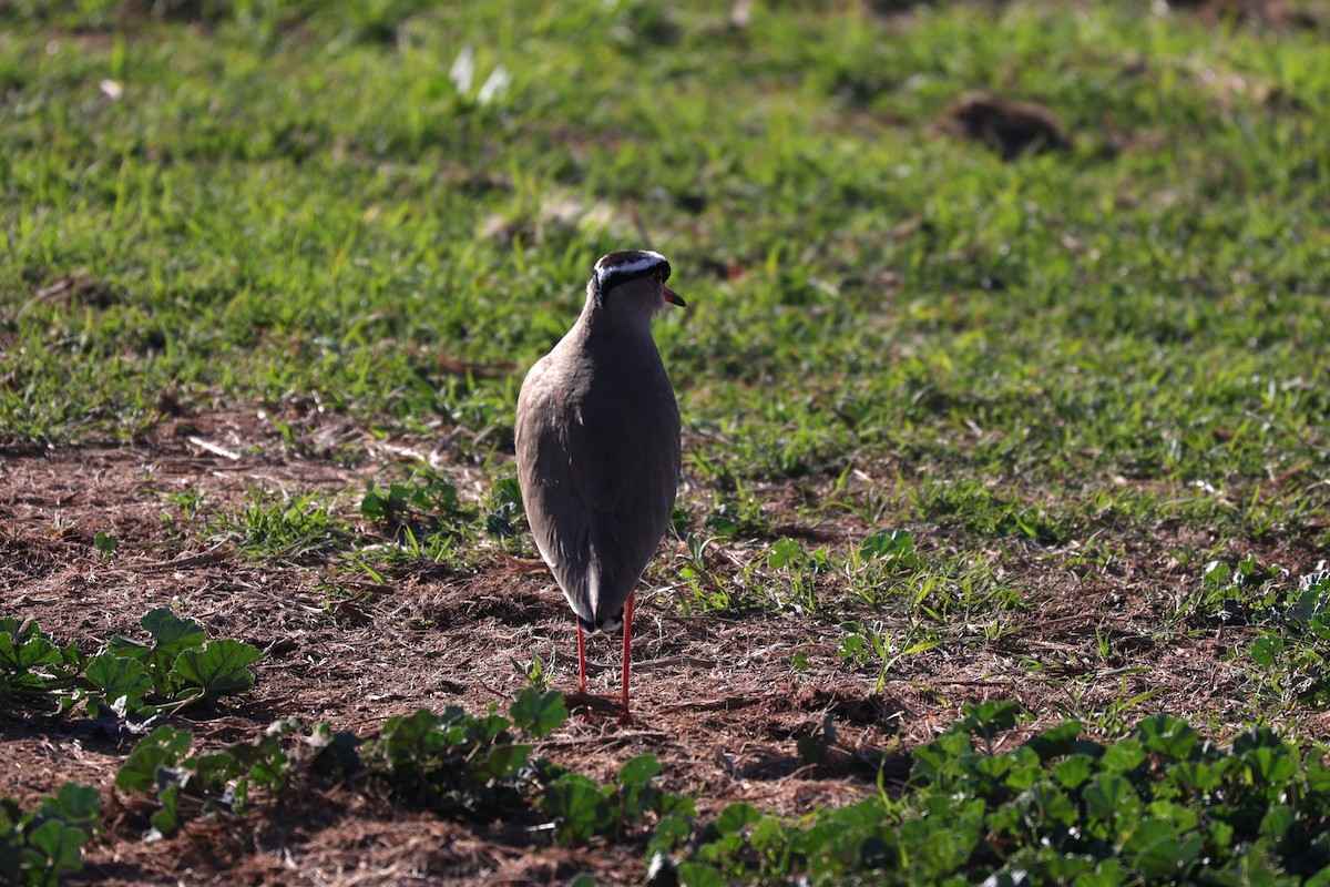 Crowned Lapwing - ML644653058