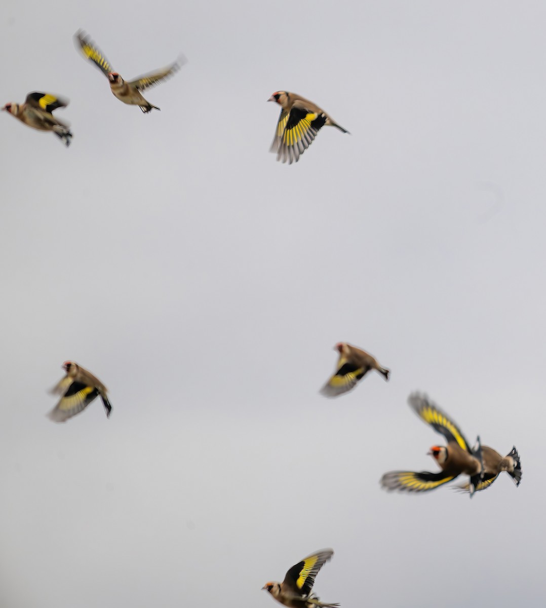 European Goldfinch - ML644653063
