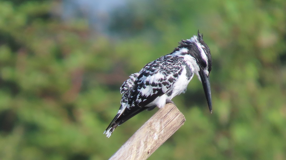 Малый пегий зимородок - ML644653080