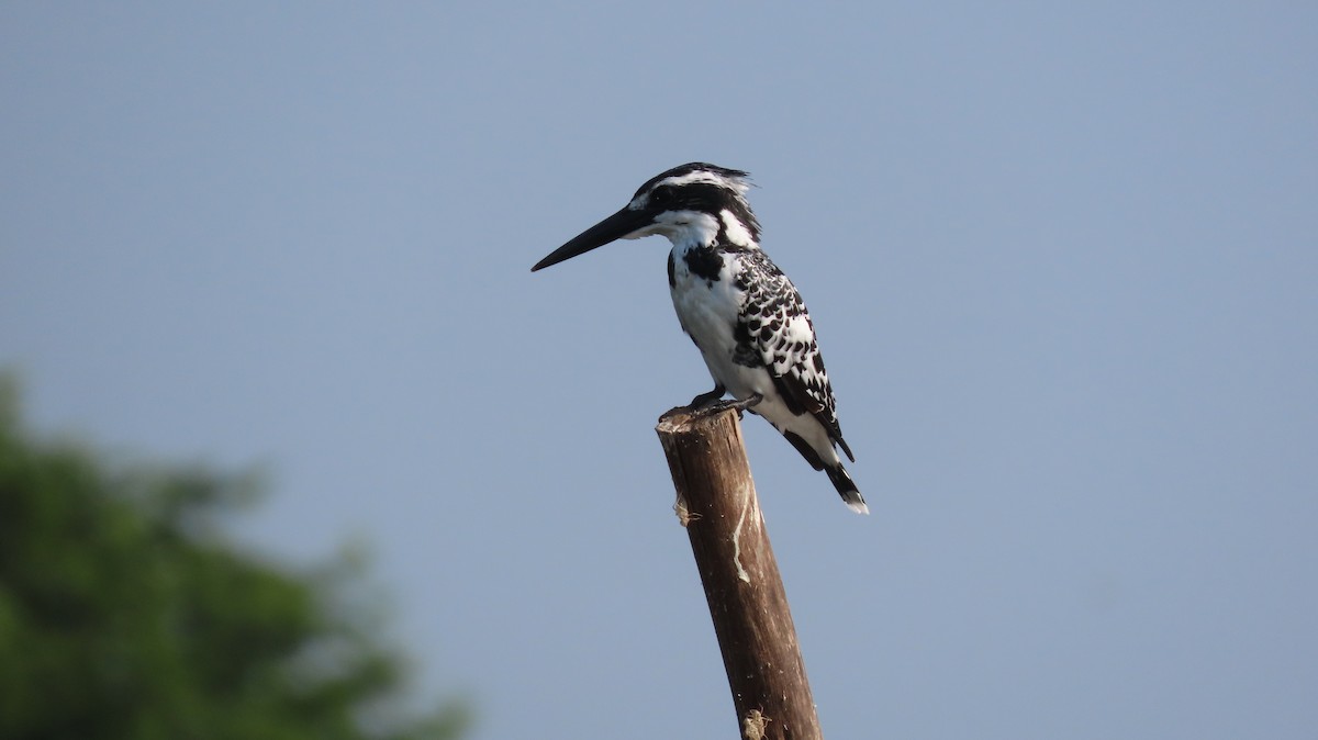 Малый пегий зимородок - ML644653082