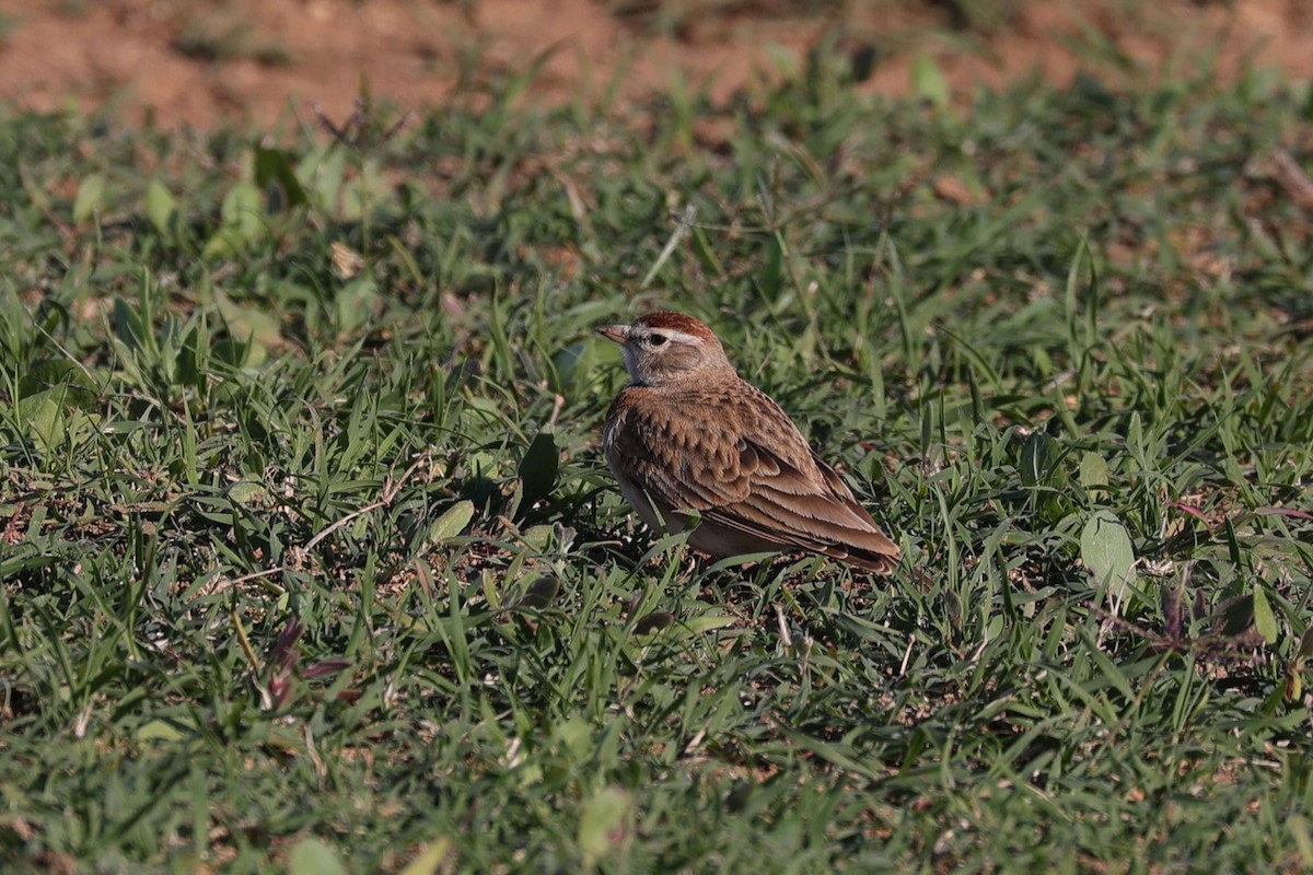 アフリカヒメコウテンシ - ML644653084