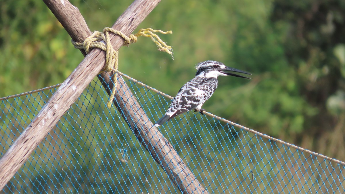 Малый пегий зимородок - ML644653085