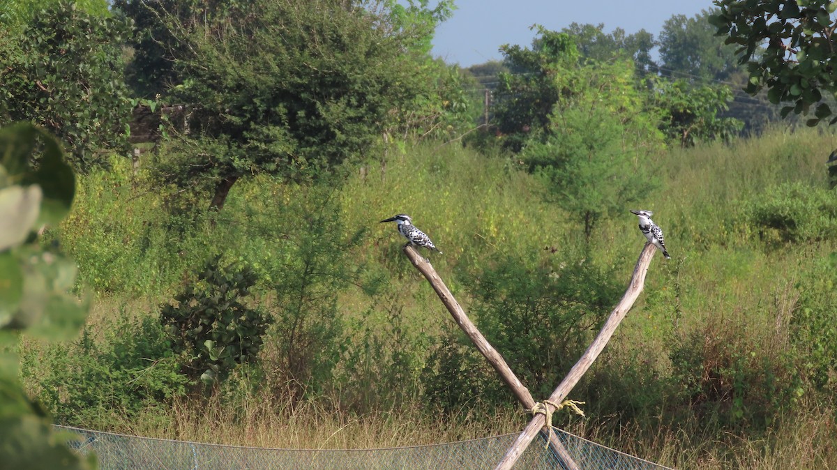 Малый пегий зимородок - ML644653086