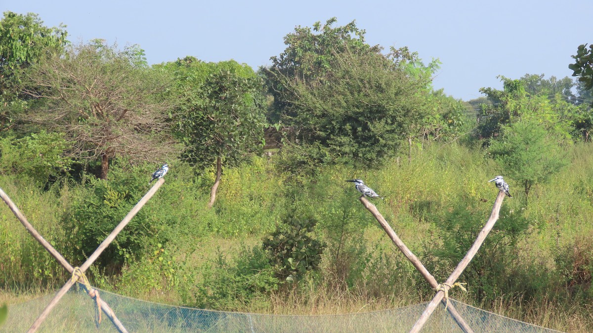 Малый пегий зимородок - ML644653087