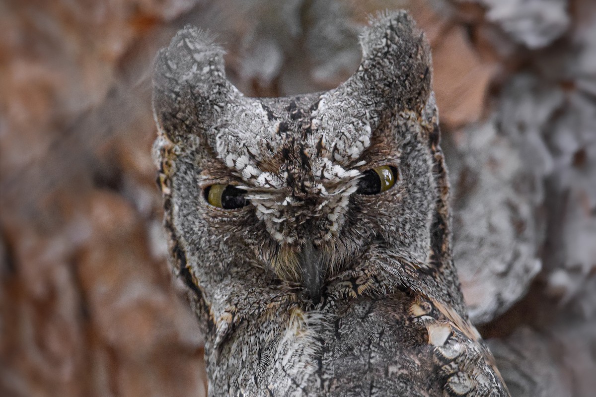 dverghornugle - ML644653090