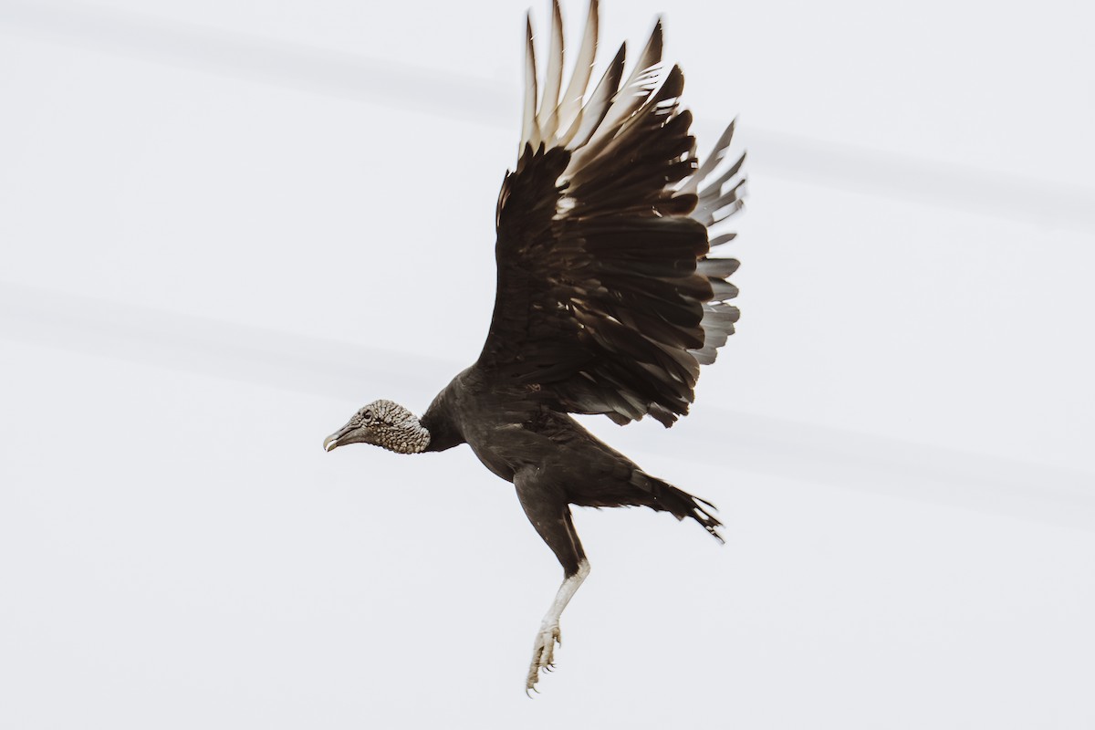 Black Vulture - ML644653095