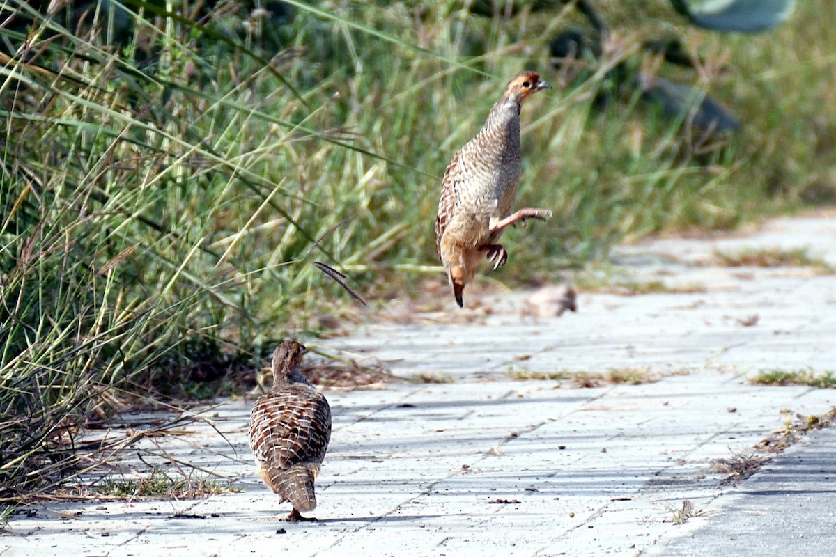 Серый турач - ML644653096