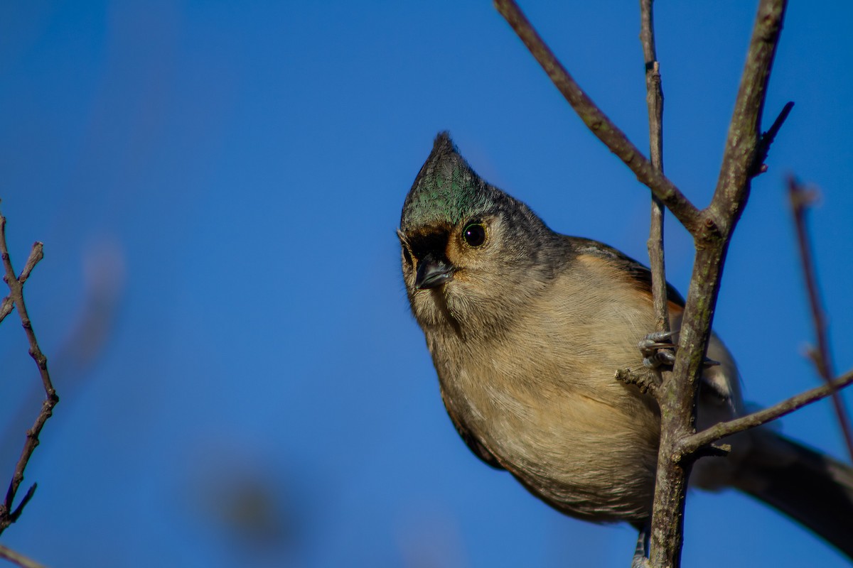 Американская гренадерка - ML644653097