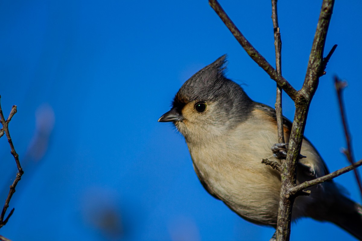 Американская гренадерка - ML644653098