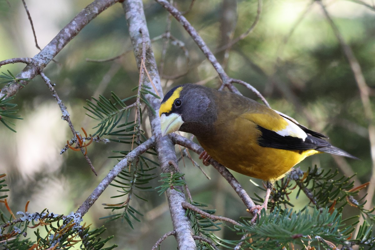 キビタイシメ - ML644653101