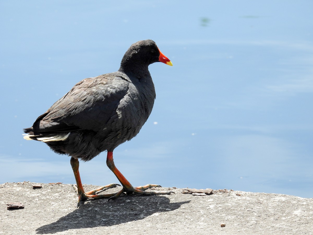 slípka tmavá - ML644653104