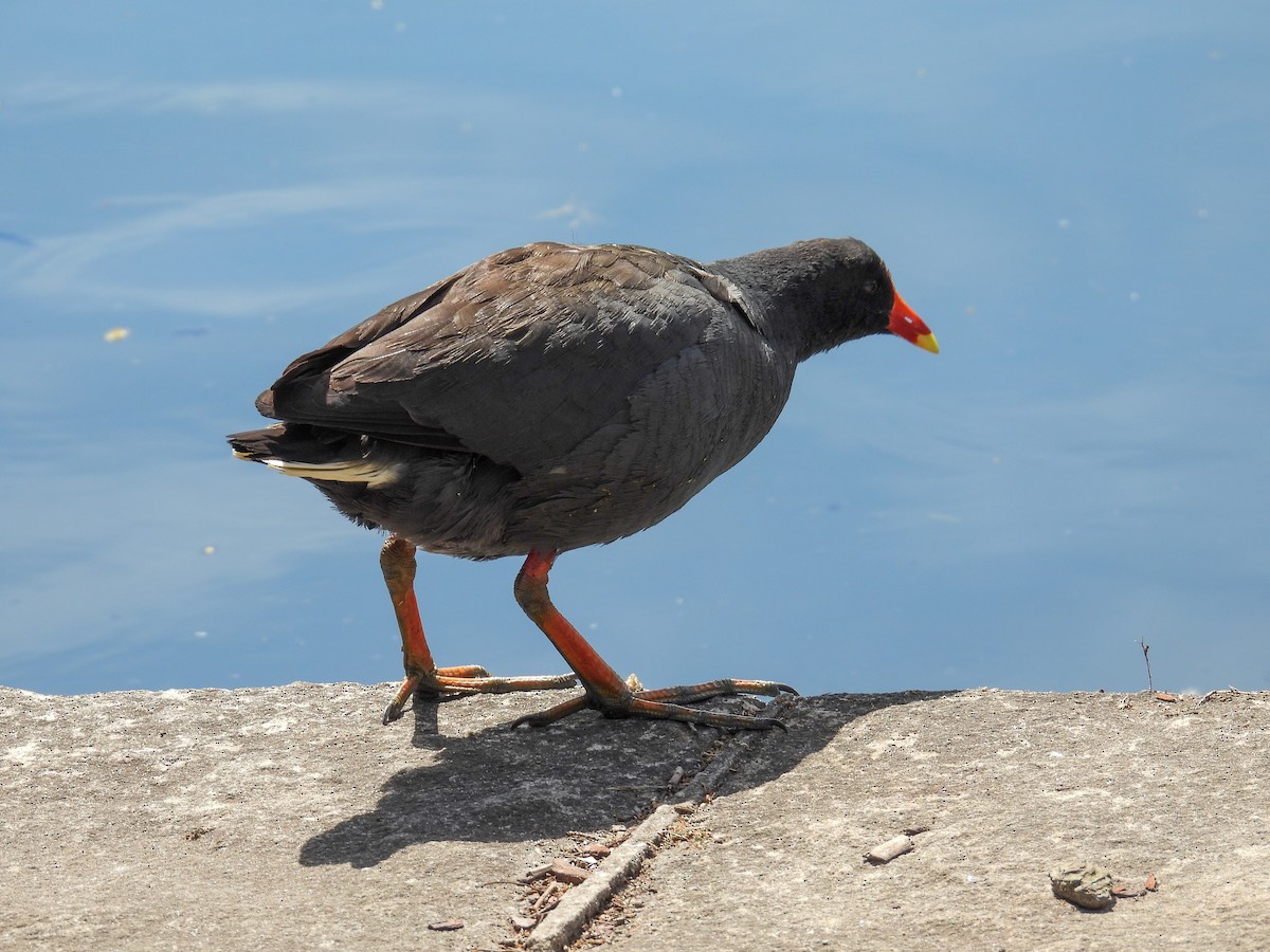 slípka tmavá - ML644653105