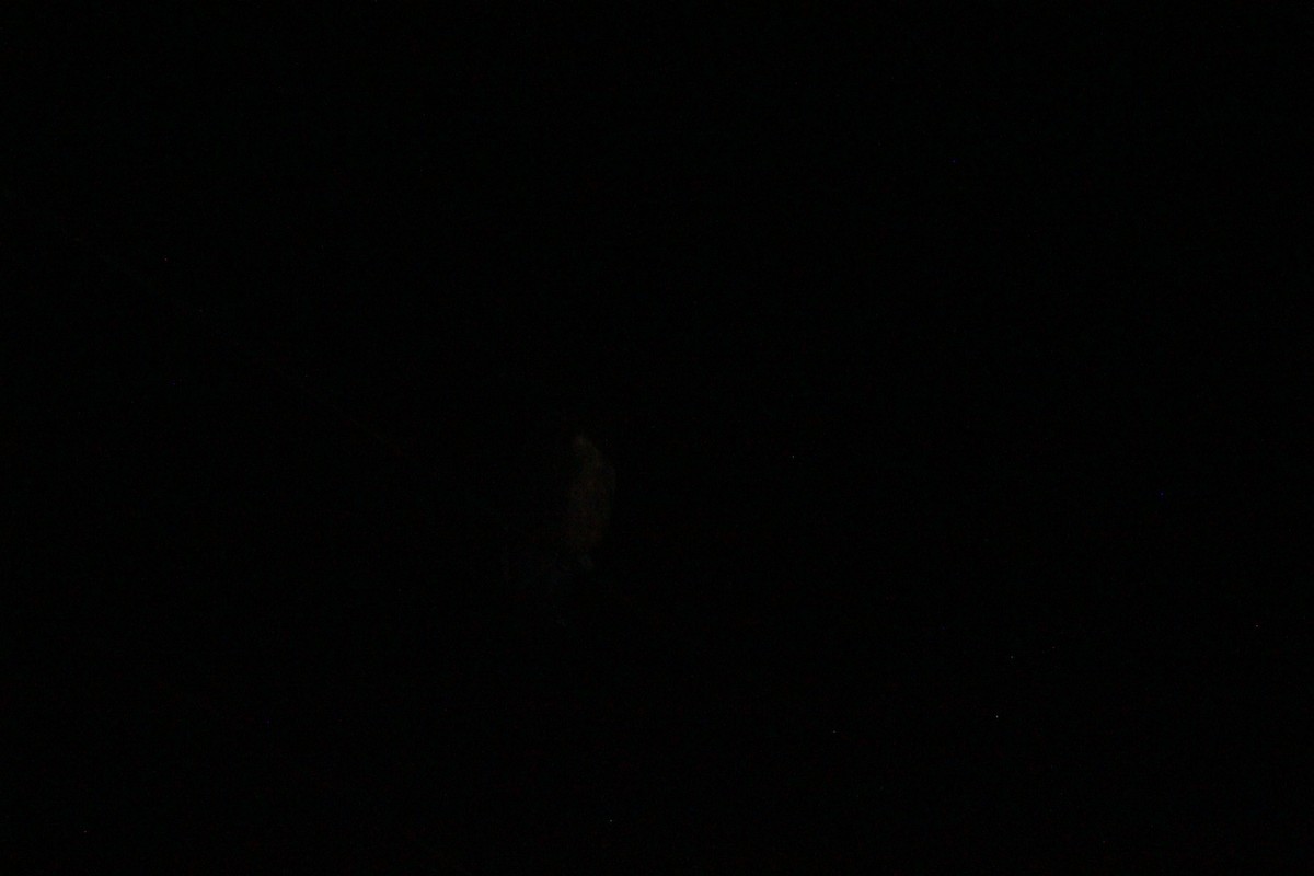 Очковая неясыть - ML644653106