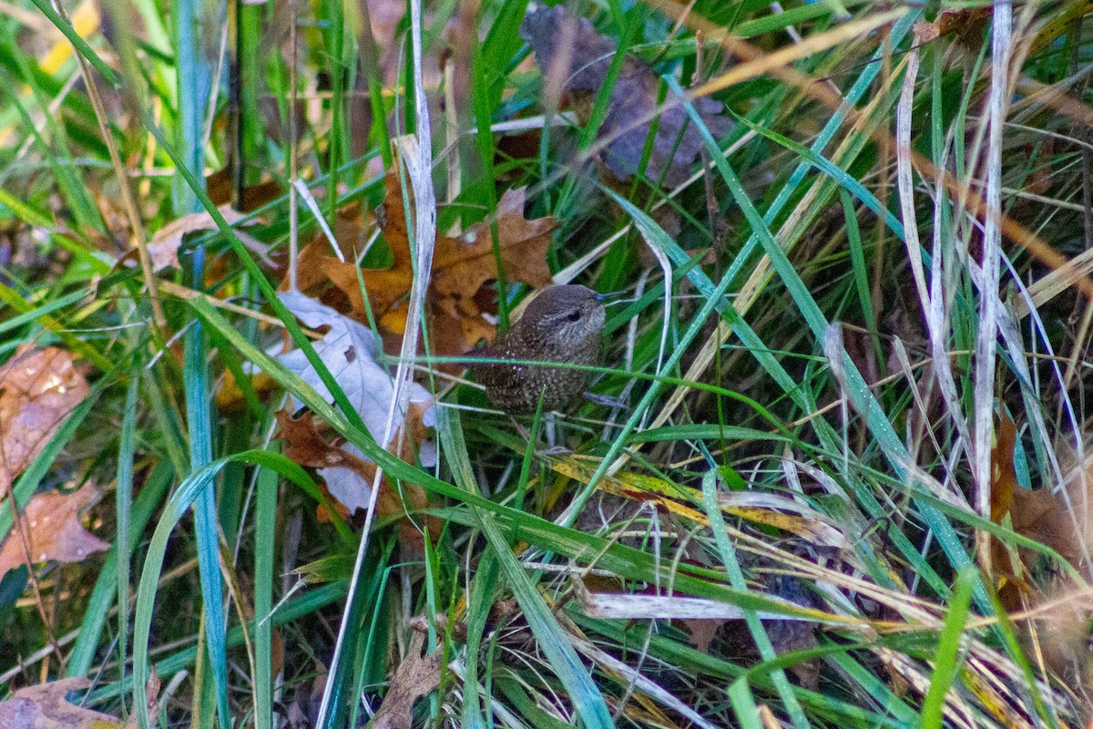 フユミソサザイ - ML644653108