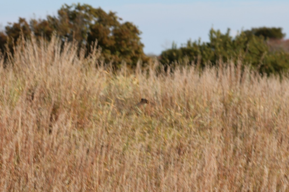 LeConte's Sparrow - ML644653109