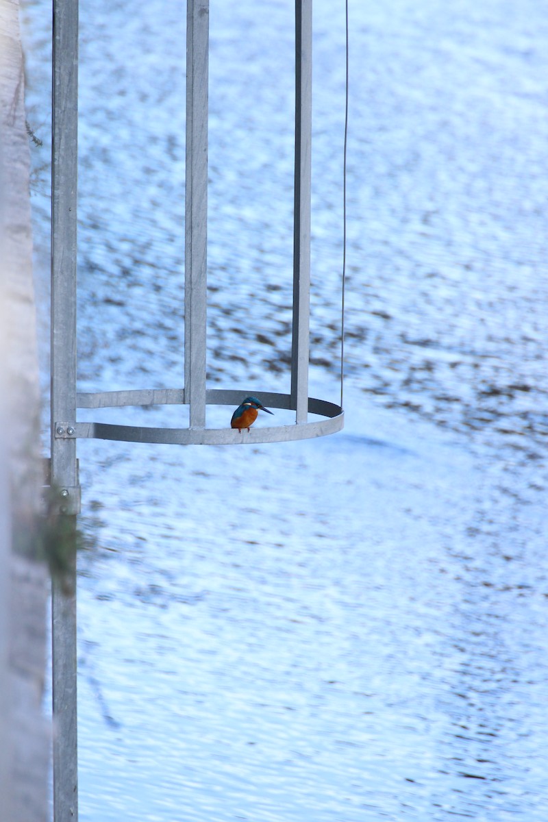 Зимородок - ML644653110