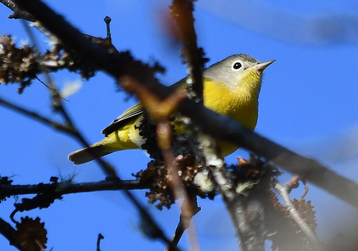 Nashville Warbler - ML644653111