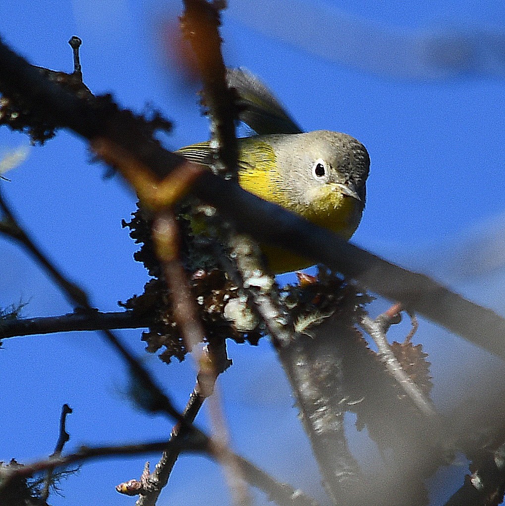 Nashville Warbler - ML644653112