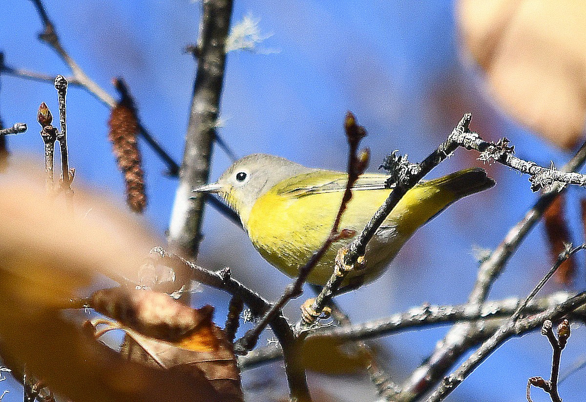 Nashville Warbler - ML644653113